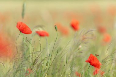 Baharda gelincik çiçekli tahıl tarlası