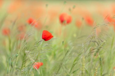 Baharda gelincik çiçekli tahıl tarlası