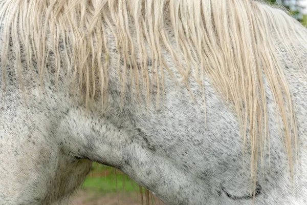 Fransa Bir Köyde Bir Çayır Atında Taslak Var — Stok fotoğraf