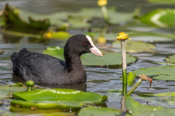 Eurásia Coot Forrageamento Rio — Fotografia de Stock