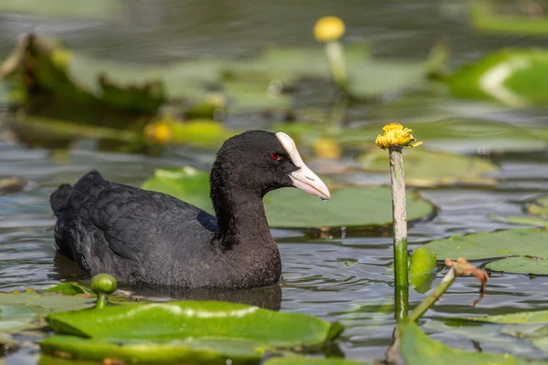 Eurásia Coot Forrageamento Rio — Fotografia de Stock