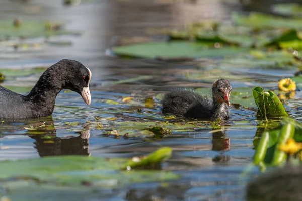 Eurasian Coot Píct Řece — Stock fotografie