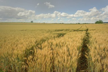 Ovadaki tahıl tarlaları
