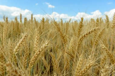 Ovadaki tahıl tarlaları