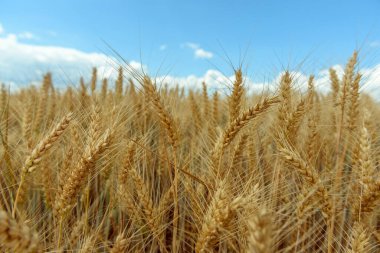 Ovadaki tahıl tarlaları