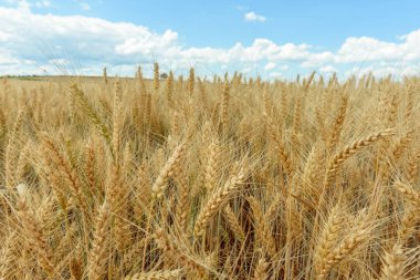 Ovadaki tahıl tarlaları