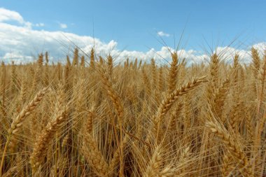 Ovadaki tahıl tarlaları