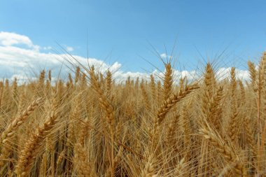 Ovadaki tahıl tarlaları