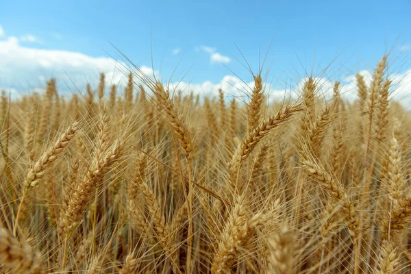 Campos Cereais Planície — Fotografia de Stock