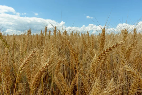 Ovadaki tahıl tarlaları