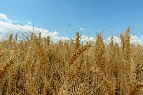 Зернові Поля Рівнині — стокове фото