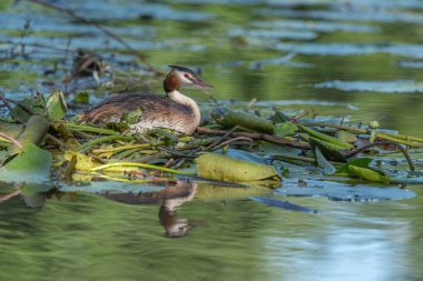 Nehirdeki yüzen yuvasında kuluçkaya yatmış büyük ibikli yağlar.