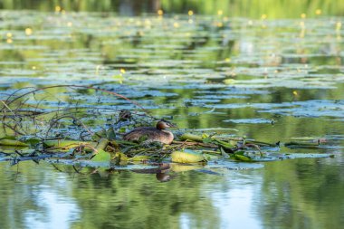 Nehirdeki yüzen yuvasında kuluçkaya yatmış büyük ibikli yağlar.