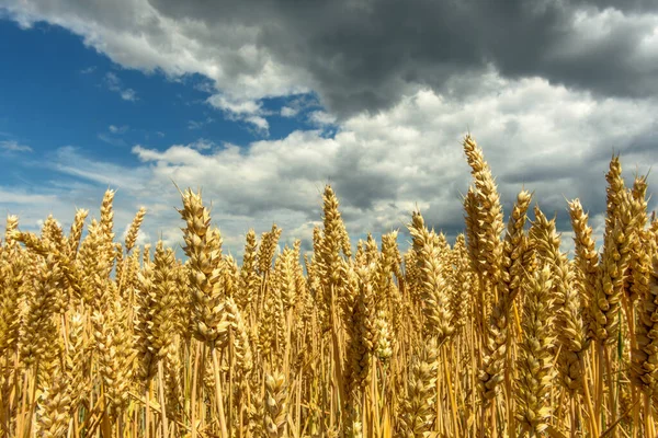 Campi Cereali Pianura — Foto Stock