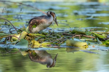 Nehirdeki yüzen yuvasında kuluçkaya yatmış büyük ibikli yağlar.