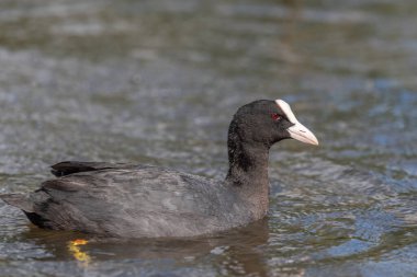 Avrasyalıların nehirde yiyecek araması