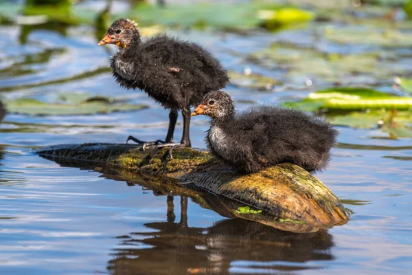 Nehirde Yiyecek Arayan Sıradan Yaban Ördekleri Ailesi — Stok fotoğraf