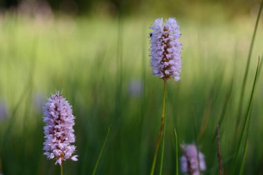 Fransa 'nın Vosges bölgesindeki ateş sahasında, yabani otlarla kaplı güzel bir çayır.