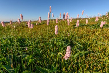 Fransa 'nın Vosges bölgesindeki ateş sahasında, yabani otlarla kaplı güzel bir çayır.