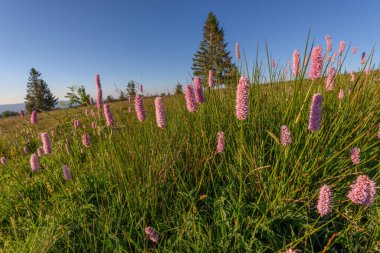 Fransa 'nın Vosges bölgesindeki ateş sahasında, yabani otlarla kaplı güzel bir çayır.