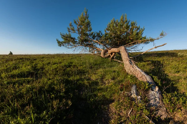 Pino Silvestre Piegato Dal Vento Cima Alle Montagne Dei Vosgi — Foto Stock