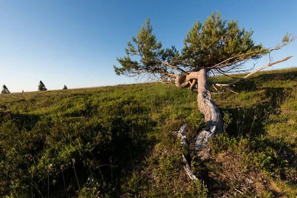 Vom Wind Gebogene Kiefern Auf Dem Gipfel Der Vogesen Frankreich — Stockfoto