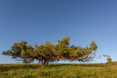 İskoçlar Fransa 'daki Vosges Dağları' nın zirvesinde rüzgarın estirdiği bir çam ağacı.