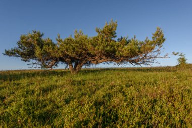 İskoçlar Fransa 'daki Vosges Dağları' nın zirvesinde rüzgarın estirdiği bir çam ağacı.