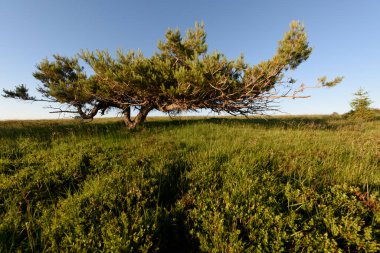 İskoçlar Fransa 'daki Vosges Dağları' nın zirvesinde rüzgarın estirdiği bir çam ağacı.