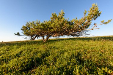 İskoçlar Fransa 'daki Vosges Dağları' nın zirvesinde rüzgarın estirdiği bir çam ağacı.