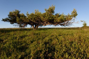 İskoçlar Fransa 'daki Vosges Dağları' nın zirvesinde rüzgarın estirdiği bir çam ağacı.
