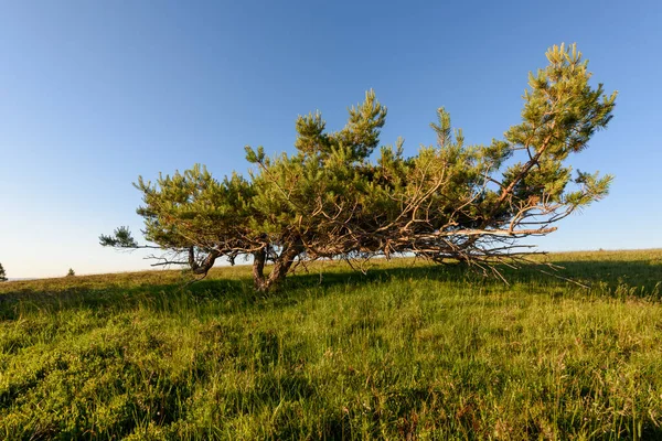 İskoçlar Fransa 'daki Vosges Dağları' nın zirvesinde rüzgarın estirdiği bir çam ağacı.
