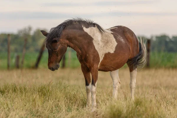 Pony Lastig Gevallen Door Vliegen Een Weiland Een Zomeravond Frankrijk — Stockfoto