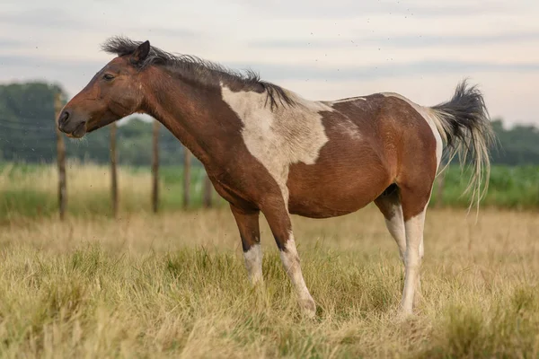 Pony Lastig Gevallen Door Vliegen Een Weiland Een Zomeravond Frankrijk — Stockfoto