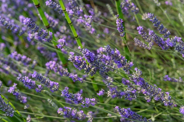 Flor Lavanda Uma Aldeia Campo Francês — Fotografia de Stock