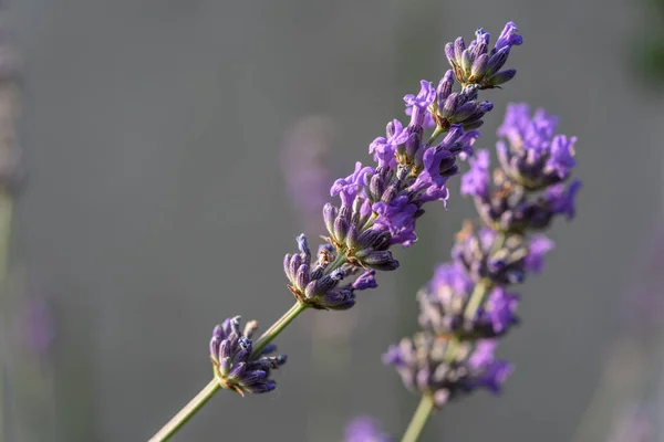 Flor Lavanda Uma Aldeia Campo Francês — Fotografia de Stock