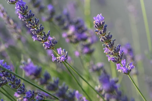 Flor Lavanda Uma Aldeia Campo Francês — Fotografia de Stock