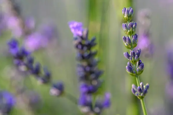 Flor Lavanda Uma Aldeia Campo Francês — Fotografia de Stock