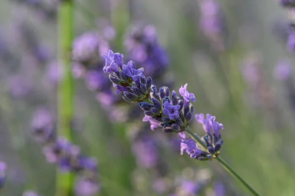 Flor Lavanda Uma Aldeia Campo Francês — Fotografia de Stock