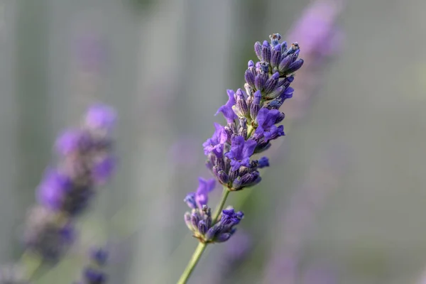 Flor Lavanda Uma Aldeia Campo Francês — Fotografia de Stock