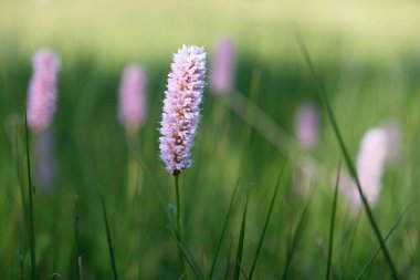 Fransa 'nın Vosges bölgesindeki ateş sahasında, yabani otlarla kaplı güzel bir çayır.