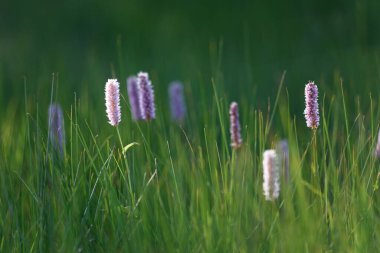 Fransa 'nın Vosges bölgesindeki ateş sahasında, yabani otlarla kaplı güzel bir çayır.