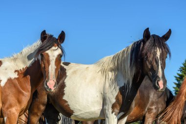 Fransız kırsalında bir otlakta midilliler