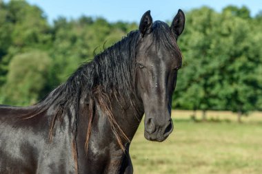 Fransız kırsalında bir çayırda at portresi