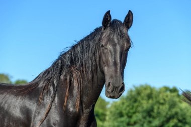 Fransız kırsalında bir çayırda at portresi