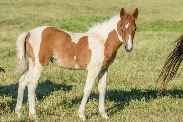 Veulen Een Weiland Het Franse Platteland — Stockfoto