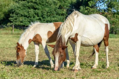 Fransız kırsalında bir otlakta midilliler