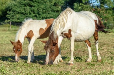 Fransız kırsalında bir otlakta midilliler