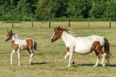 Fransız kırsalında bir otlakta midilliler