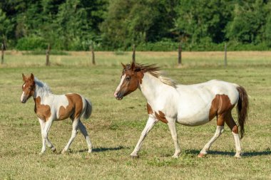 Fransız kırsalında bir otlakta midilliler